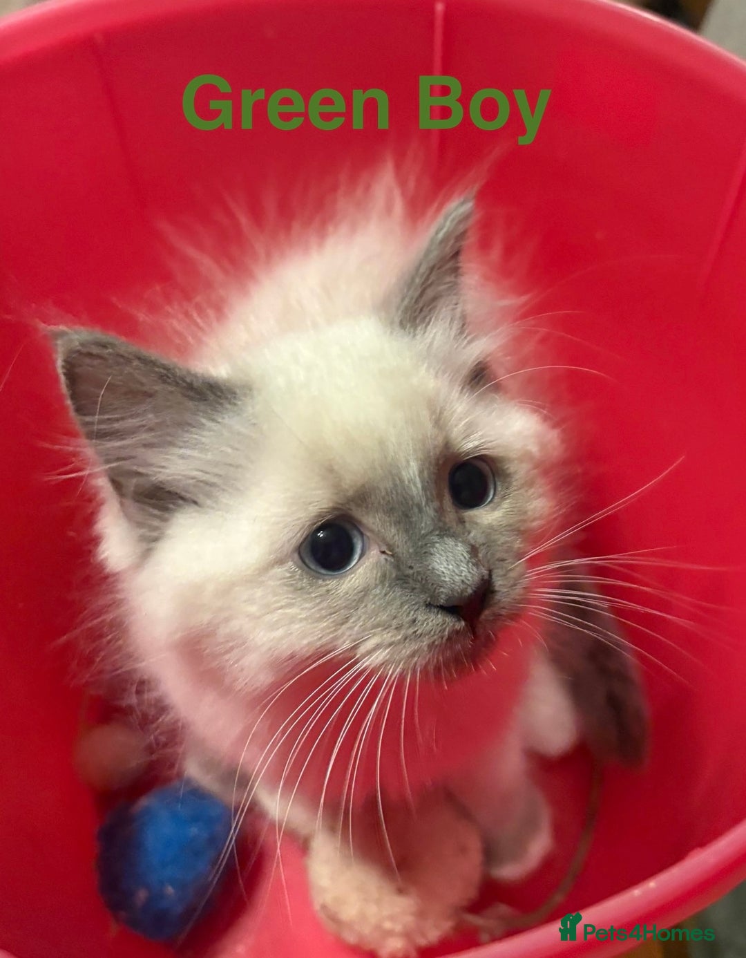 Ragdoll cats for sale: Ragdolls kittens- - Advert 28