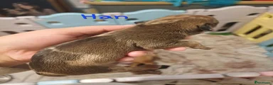 Han