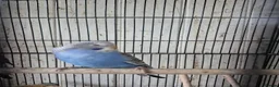 Budgerigars birds for sale: Baby budgies in Stroud - Advert 5