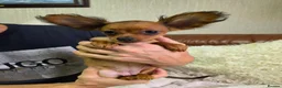 Russian Toy Terrier dogs for sale: Russian Toy  - Advert 7