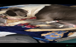 American Bully dogs for sale: Beautiful American bully puppies for sale - Image 15