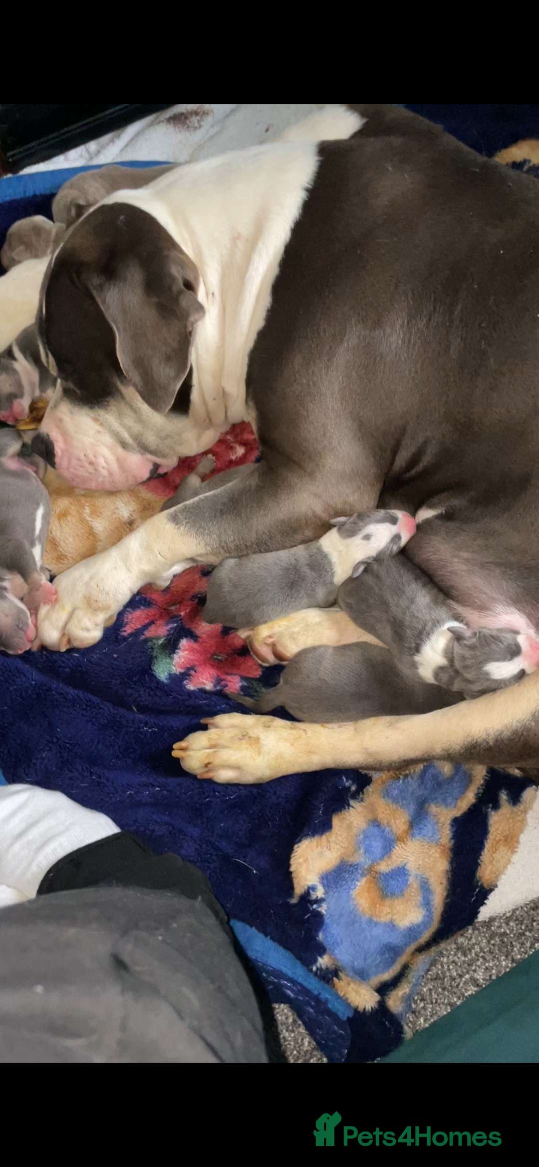 American Bully dogs for sale: Beautiful American bully puppies for sale - Image 15