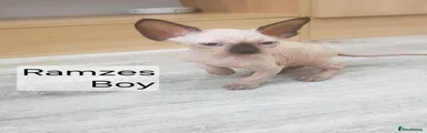 Ramzes