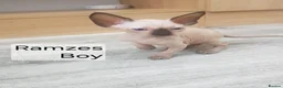 Sphynx cats for sale: Tica quality canadian sphynx kittens - Advert 21