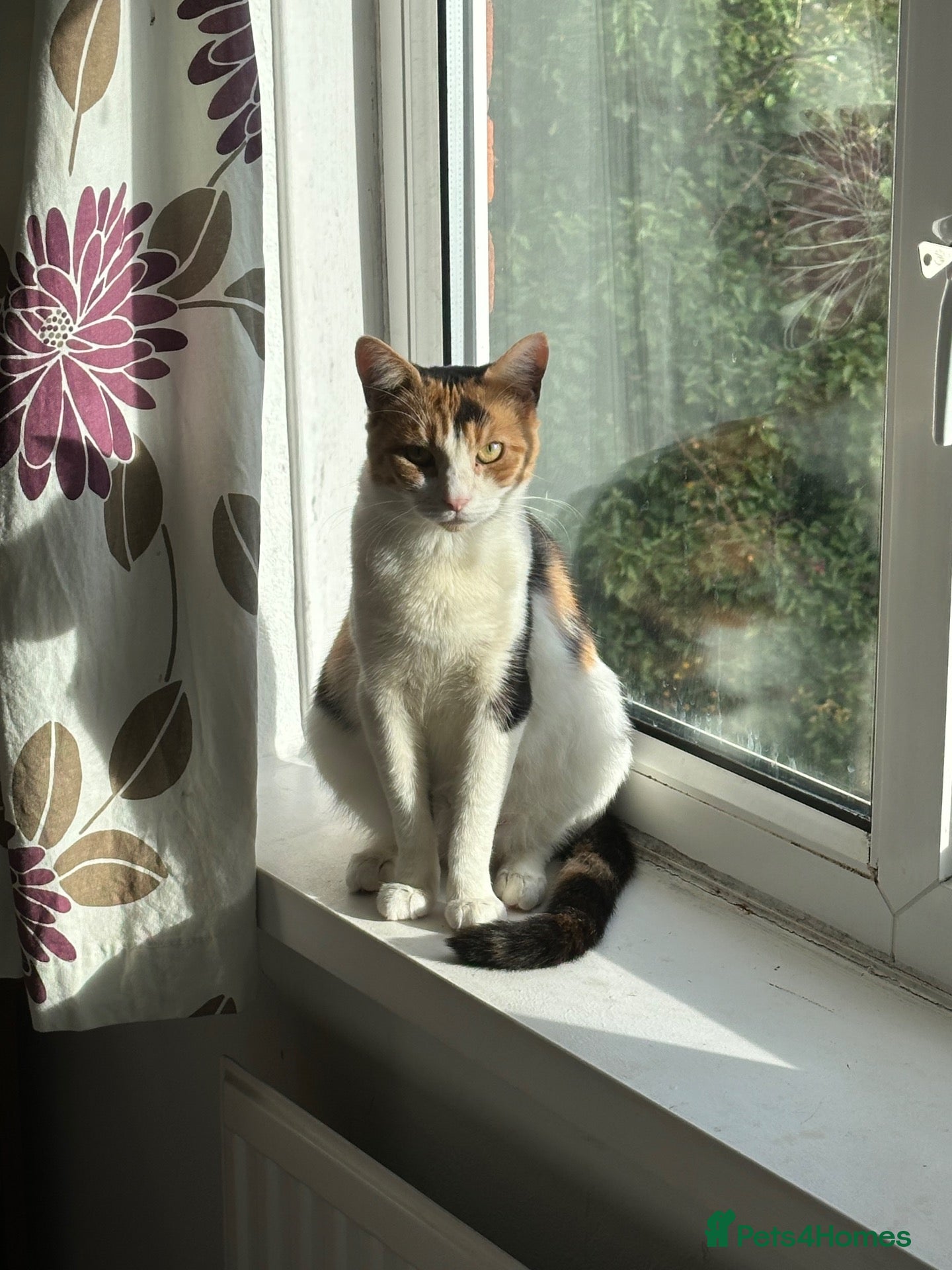 British Longhair cats NY12 Two Beautiful Female Cats Looking for Loving - Advert 5