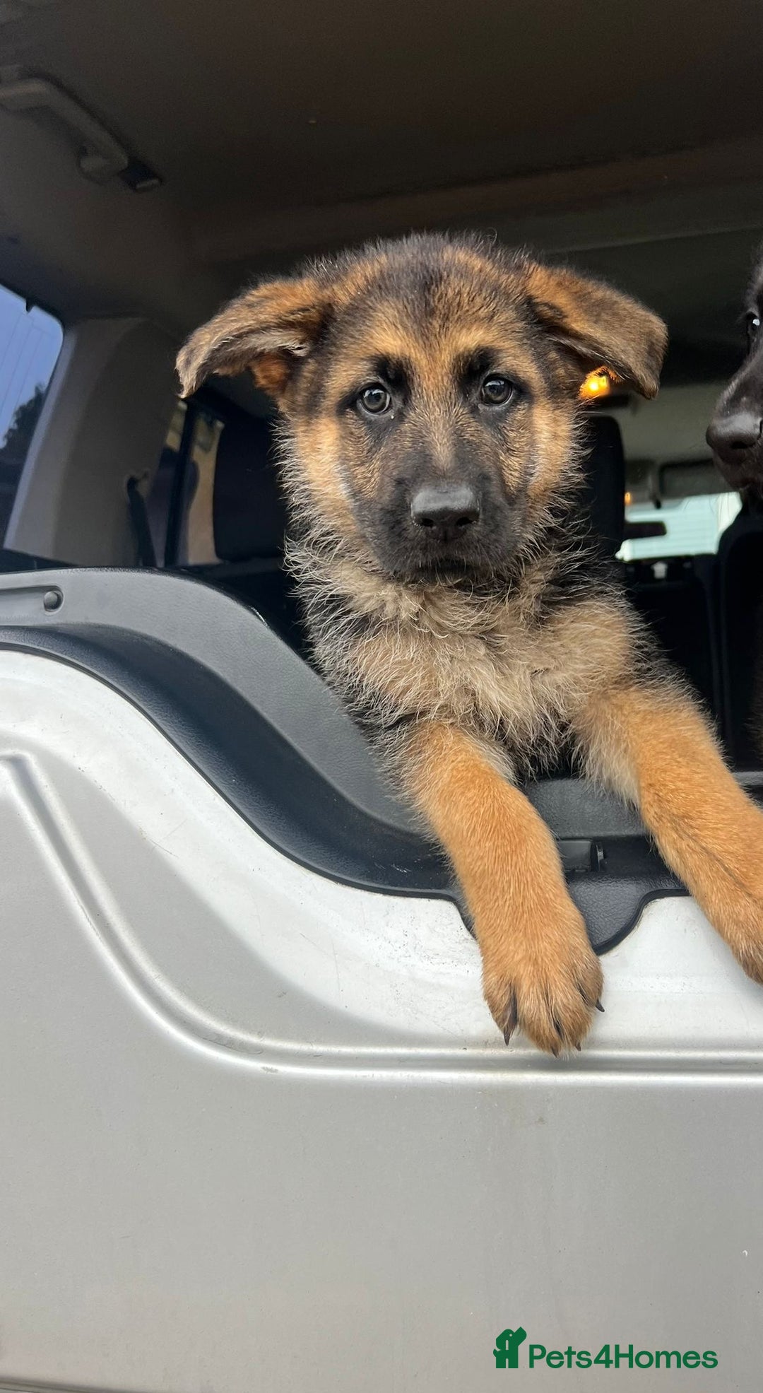 German Shepherd dogs for sale: German Shepherds. 2 left to go.. - Image 5