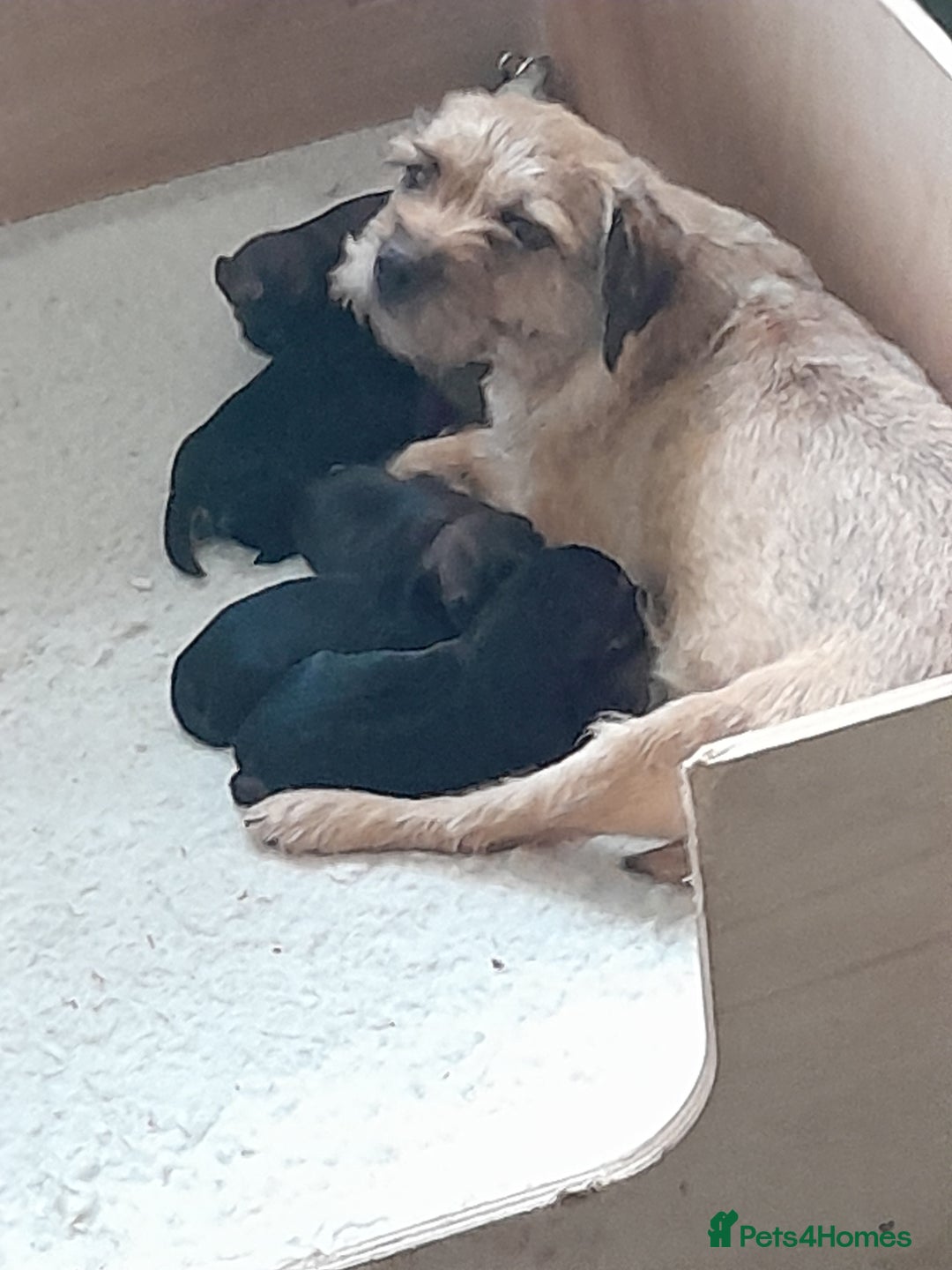 Border Terrier dogs for sale: Quality Border Terrier pups  - Advert 2