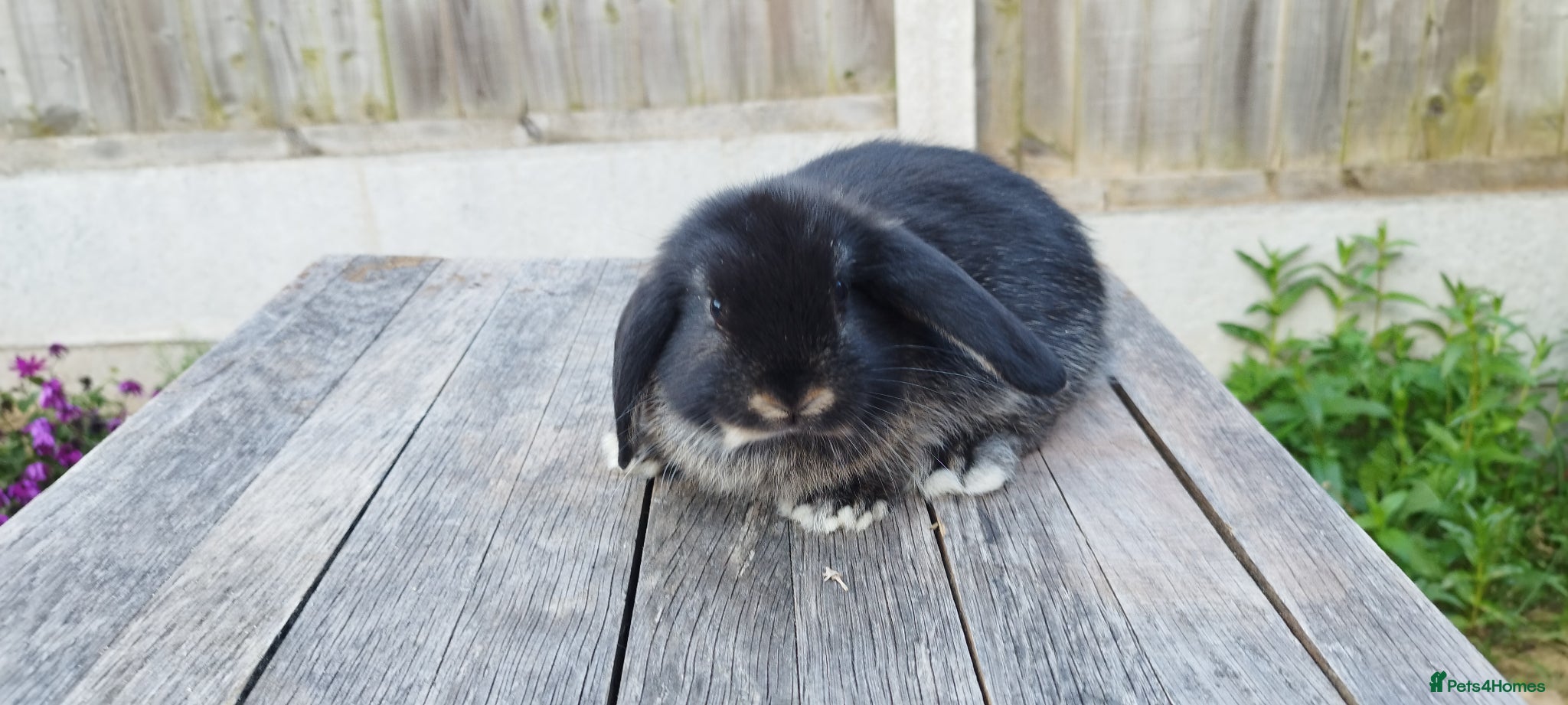 Mini Lop rabbits Mini lop bunnies ( Updated:30/05/26) - Advert 7
