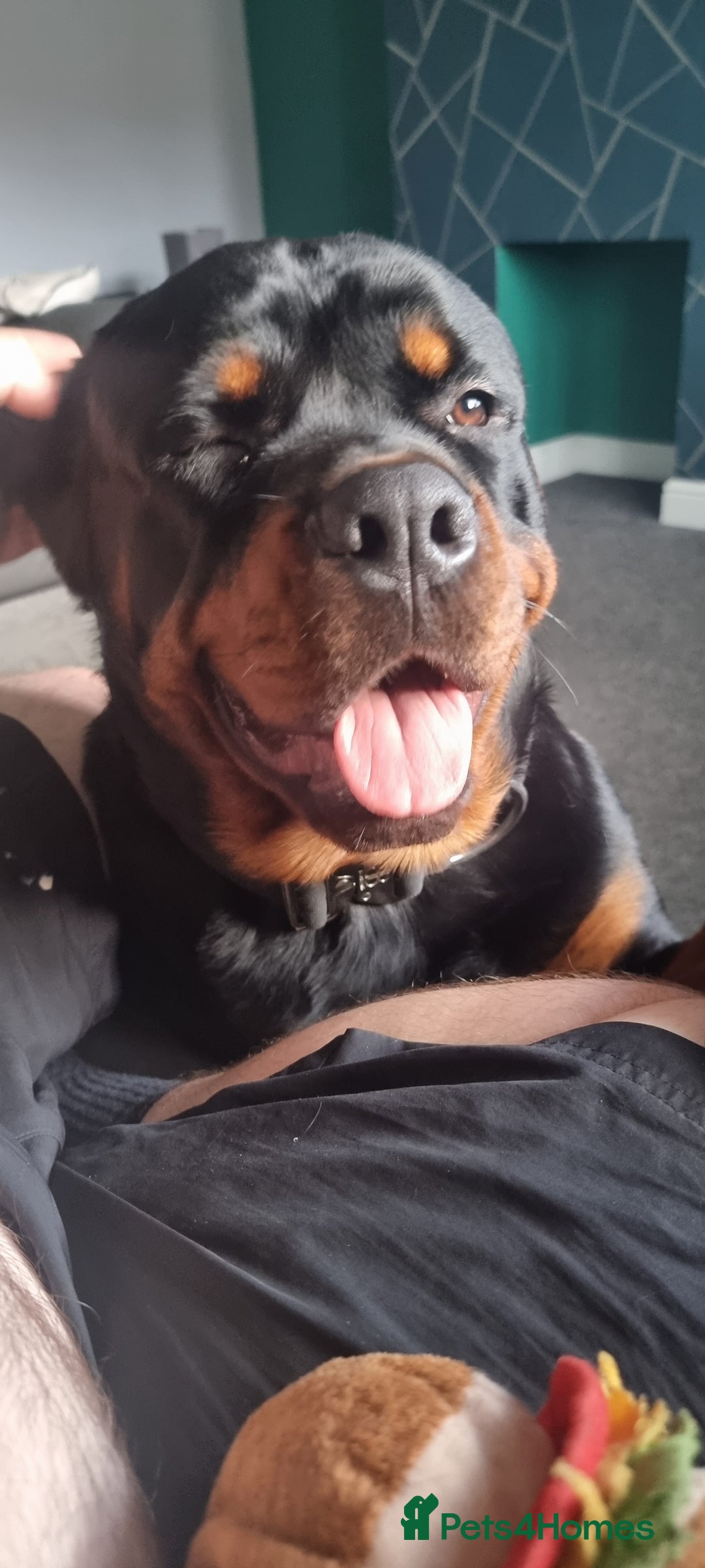Rottweiler dogs for sale: Rottweiler needs a loving forever home  - Advert 24