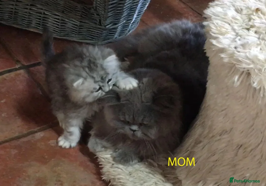 Persian cats for sale: Lovely persian kittens in Burton-on-Trent - Advert 13