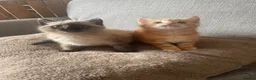 Mixed Breed cats for sale: Two kittens looking for their forever families  in Glasgow - Advert 4