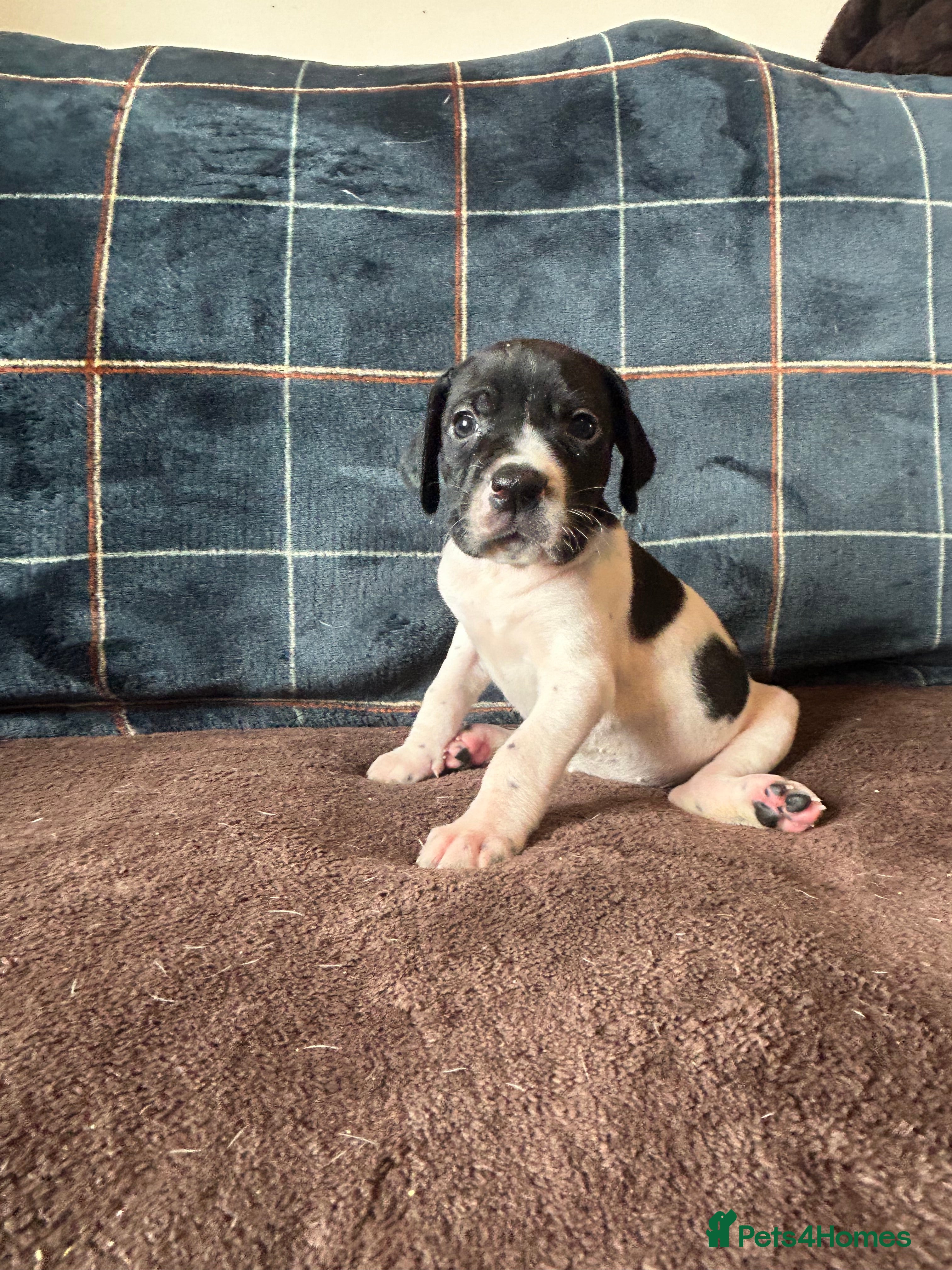 Pointer dogs for sale: KC English Pointer Puppies - Advert 23