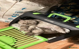 Persian cats for sale: Persian kitten ready to go - Image 31
