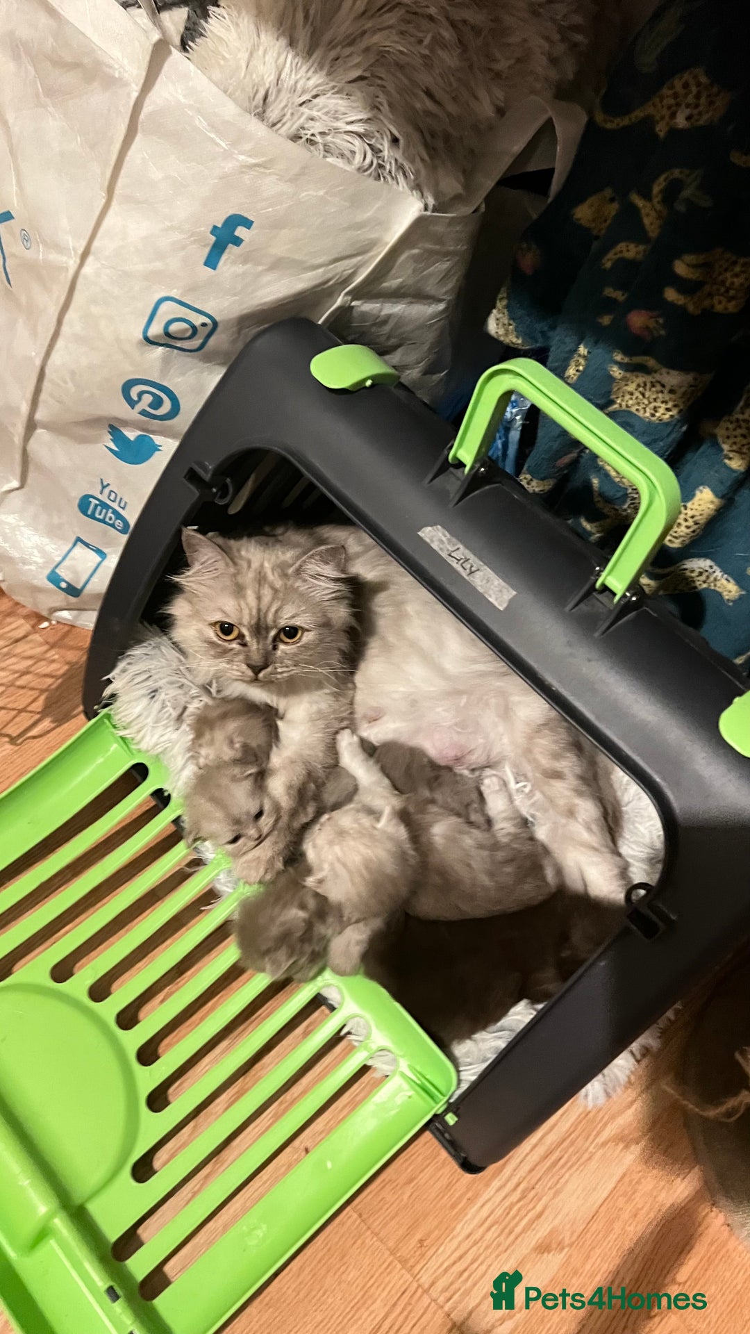 Persian cats for sale: Persian kitten ready to go - Image 31
