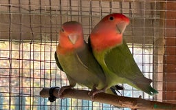 Lovebirds birds for sale: Peach faced love birds - Image 7