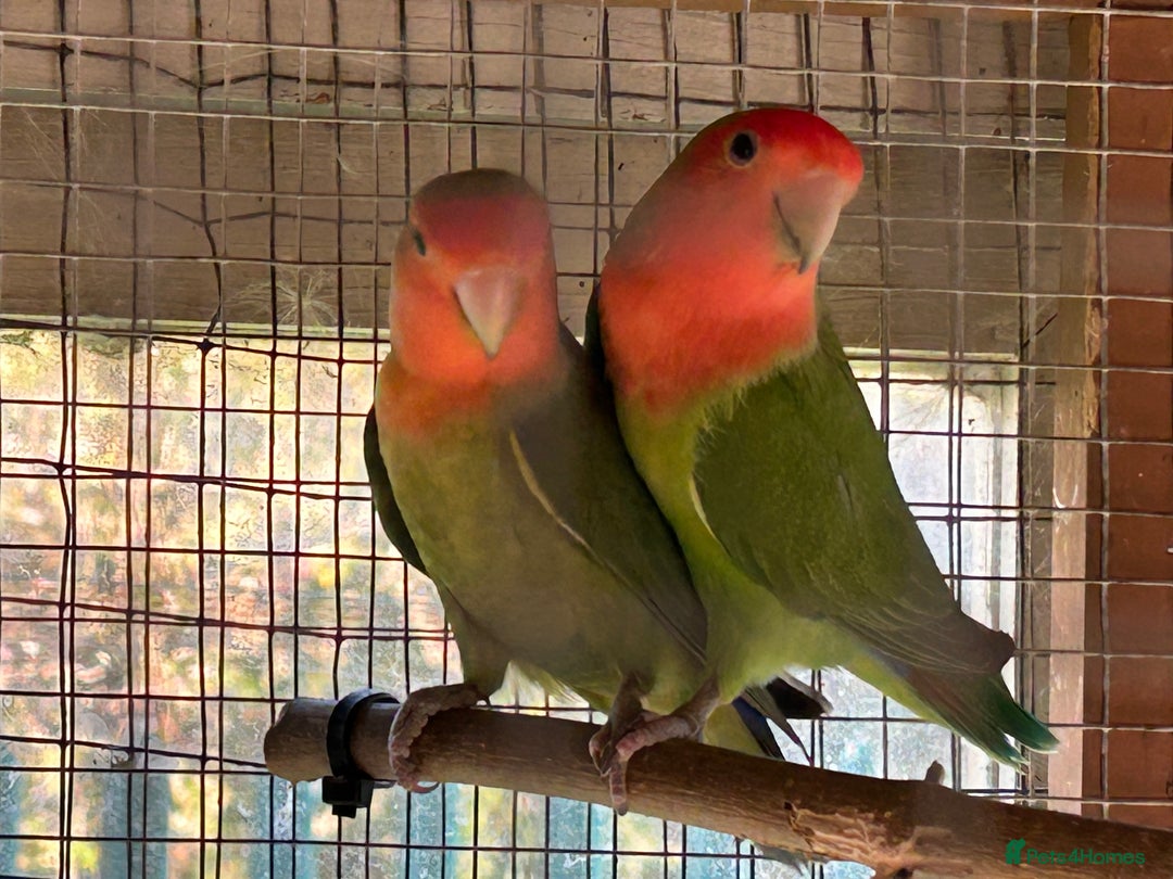 Lovebirds birds for sale: Peach faced love birds - Image 7