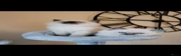 Ragdoll cats for sale: Health tested pure breed ragdoll kittens  - Advert 21