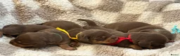 Miniature Dachshund dogs for sale: 🐾 STUNNING DNA TEST MINIATURE DACHSHUND PUPPIES  - Advert 8