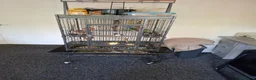 Parakeets birds for sale: Beautiful alexandrine girl and large cage - Advert 4