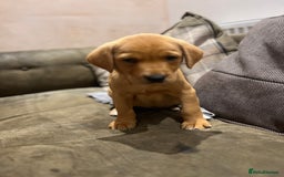 Labrador Retriever dogs for sale: Beautiful healthy puppies ready THIS WEEKEND - Image 19
