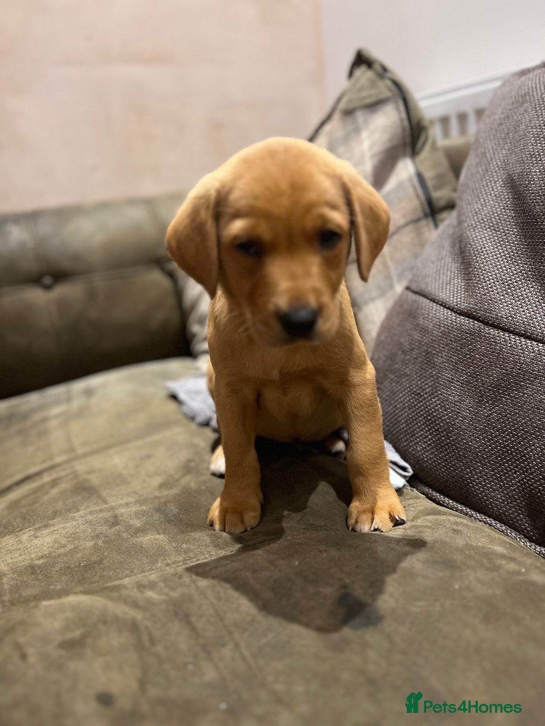 Labrador Retriever dogs for sale: Beautiful healthy puppies ready THIS WEEKEND - Image 19