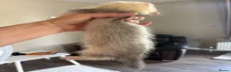 Ferret rodents for sale: 2 hobs - Advert 4