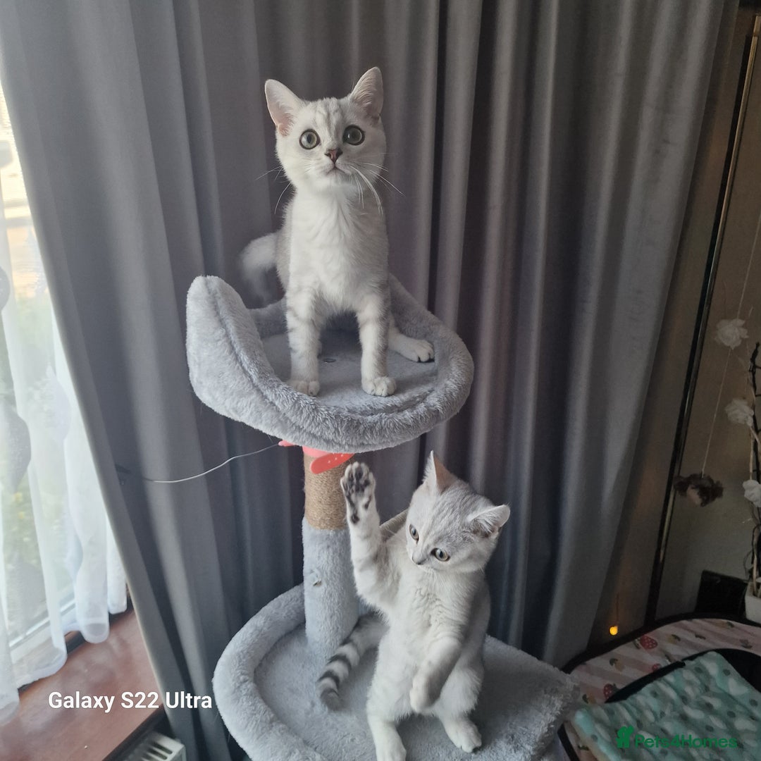 British Shorthair cats for sale: British shorter chinchilla silver  in Dagenham - Image 1