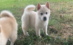 Chow Chow dogs for sale: Exotic colour chowsky puppies for sale  - Image 13