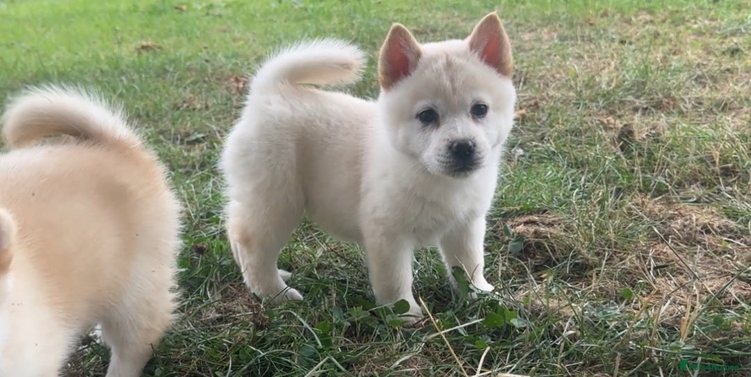 Chow Chow dogs for sale: Exotic colour chowsky puppies for sale  - Image 13