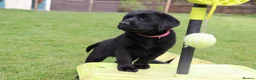 Labrador Retriever dogs for sale: Delightful KC registered litter  - Advert 4