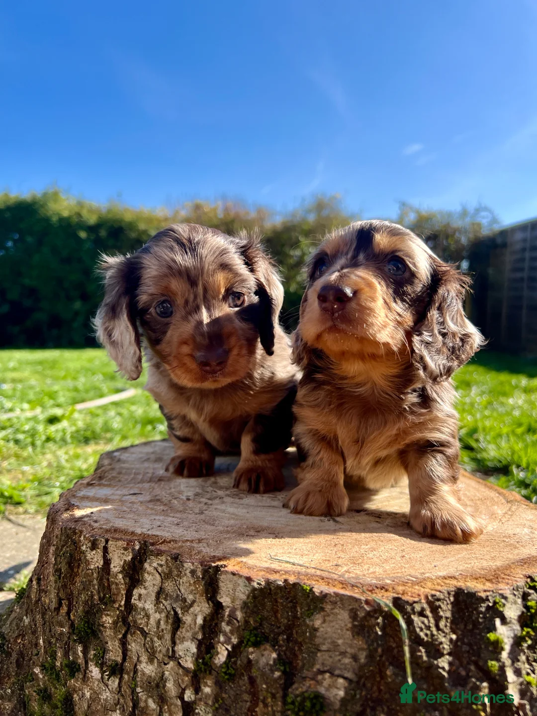 Miniature Dachshund dogs for sale: Beautiful LH miniature DACHSHUND puppies  - Advert 2
