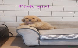 Poochon dogs for sale: Poochon puppies 🥰 - Image 5