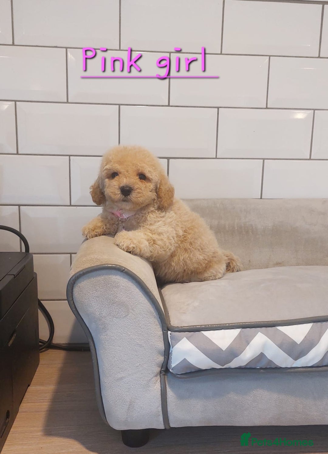 Poochon dogs for sale: Poochon puppies 🥰 - Image 5