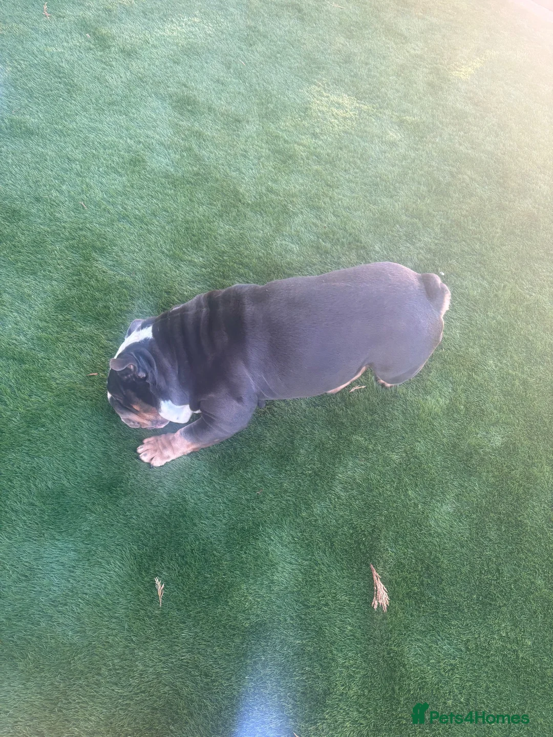 English Bulldog dogs for sale: Coco  - Advert 5