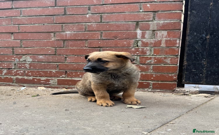 Mixed Breed dogs - Advert 5