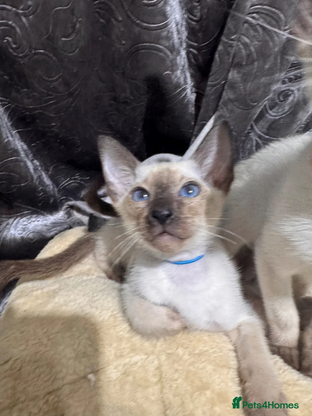 Siamese cats for sale: 4 affectionate traditional Siamese kittens ready - Advert 2