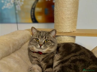 British Shorthair cats in London - Advert 11