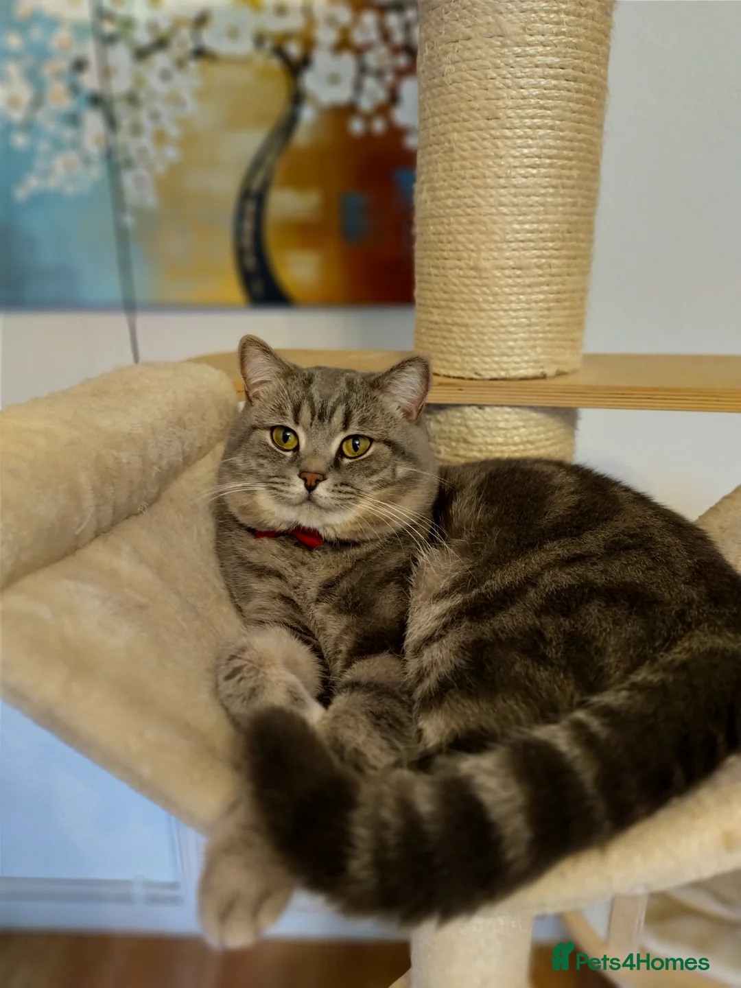 British Shorthair cats for stud: GCCF Registered Full pedigree Ready To Stud in London - Advert 1