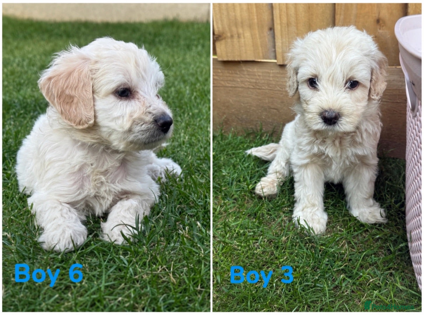Mini Goldendoodle dogs  Beautiful Miniature golden puppies puppies ready - Advert 1