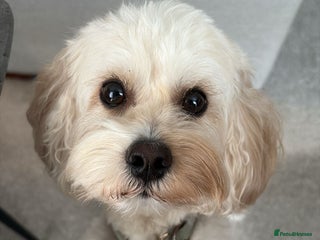 Poochon dogs Rio: Handsome, Gentle & Ready to Stud ✨ - Advert 1