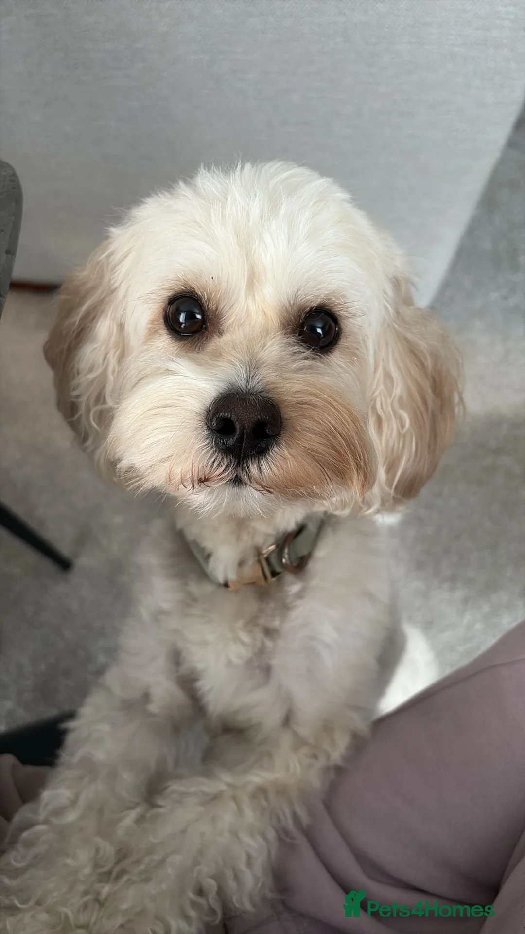 Poochon dogs for stud: Rio: Handsome, Gentle & Ready to Stud ✨ - Advert 1