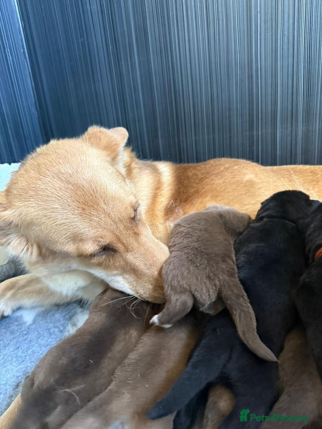 German Shepherd dogs for sale: Stunning German Shepherd X Puppies  - Advert 20