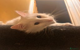 Domestic Shorthair cats for sale: Brother & Sister (not to be split) - Advert 9