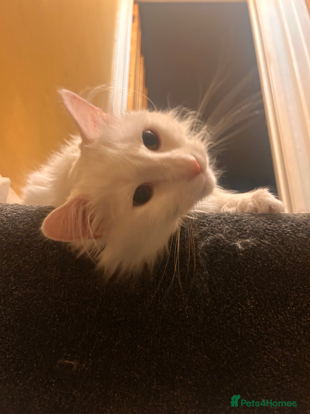 Domestic Shorthair cats for sale: Brother & Sister (not to be split) - Advert 9