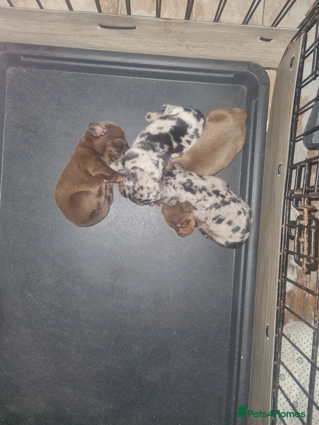 Miniature Dachshund dogs for sale: Miniature Dachshund  - Advert 29