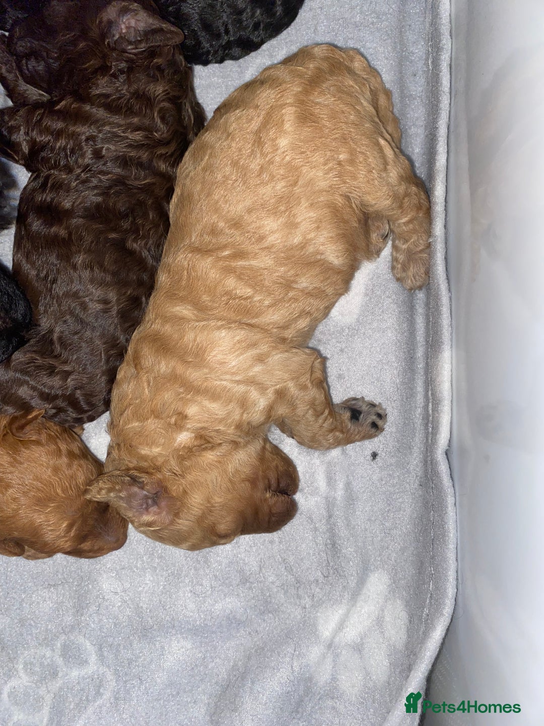 Miniature Poodle dogs for sale: Beautiful Miniature/Toy poodles  - Advert 18