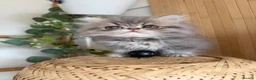 Persian cats for sale: Persian kittens  - Advert 10
