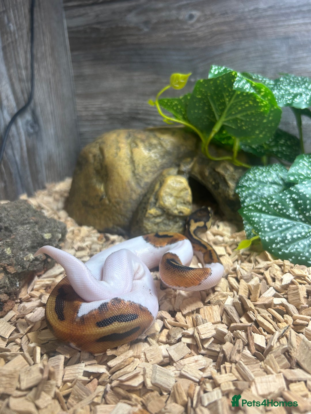 Python Snake reptiles for sale: Piebald ball python  - Advert 4