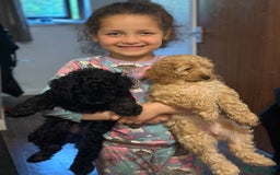 Cockapoo dogs for sale: Gorgeous Cockapoos for a loving home VHC REDUCED❗️ - Image 8