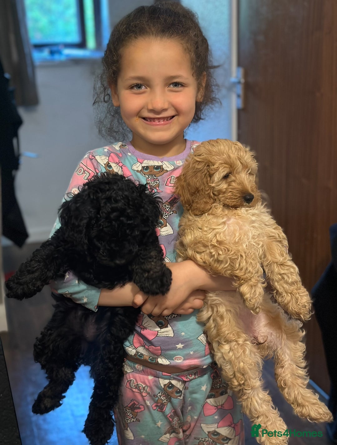 Cockapoo dogs for sale: Gorgeous Cockapoos for a loving home VHC REDUCED❗️ - Image 8